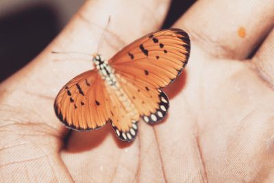 Close-up of butterfly on hand