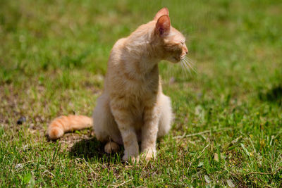 Full length of a cat sitting on field