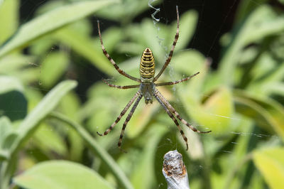 Close-up of spider on web