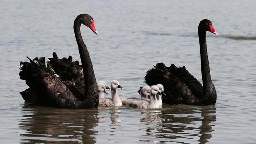 Swan swimming on lake