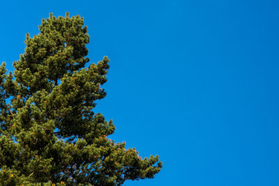 Low angle view of tree against clear blue sky