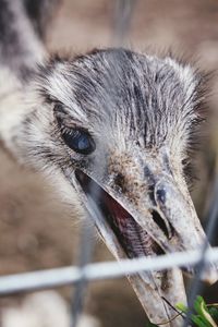 Close-up portrait of a bird