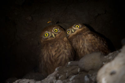 Close-up of owl by rock