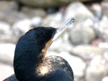 Close-up of a bird