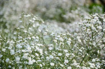 Close-up of white flowers blooming in winter