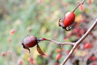 Close-up of red berries on tree