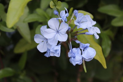 Close-up of white flowers