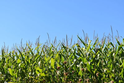 Close-up of crops against clear blue sky