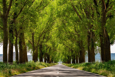 Empty road amidst trees