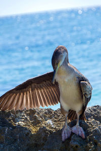 Seagull perching on rock by sea against sky