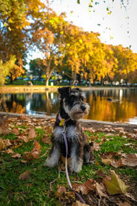 Dog on field