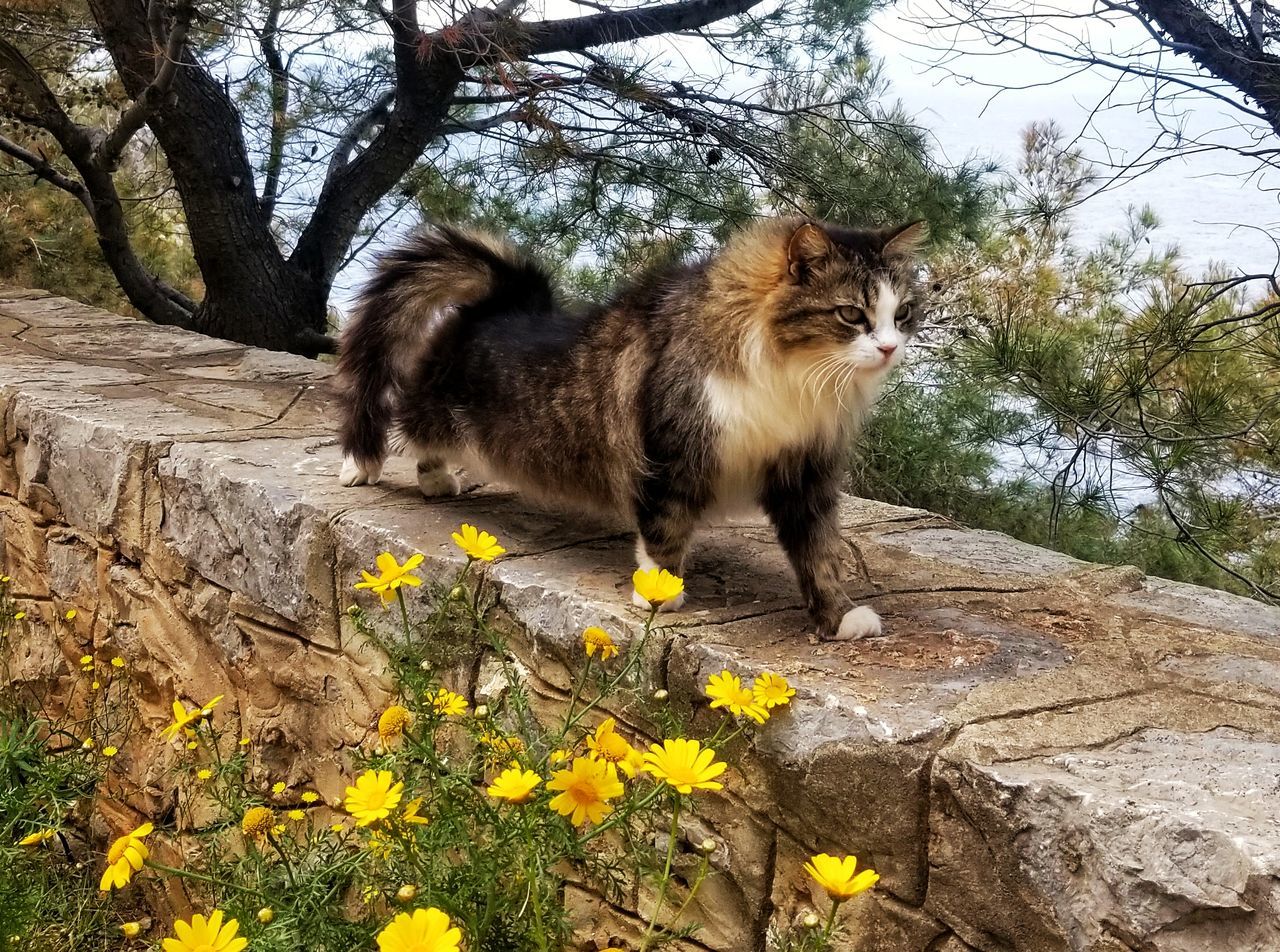 CAT LOOKING AWAY ON FLOWER