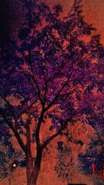 Low angle view of tree against sky at night
