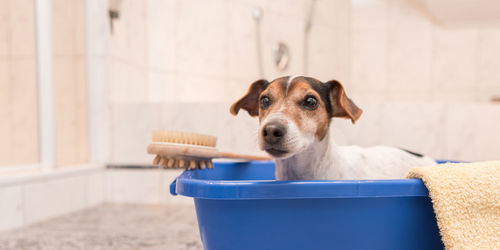 Portrait of dog in bathroom