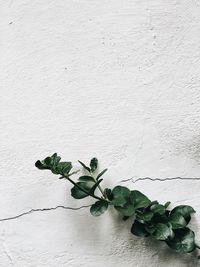 Close-up of plant against white wall