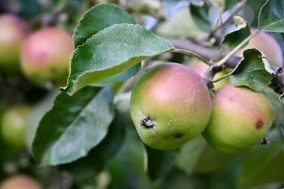 Close-up of apple on tree