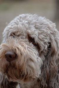Close-up of dog