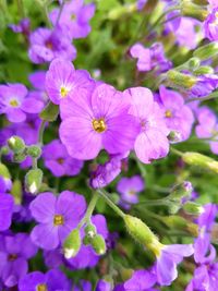 Close-up of purple flowers blooming outdoors