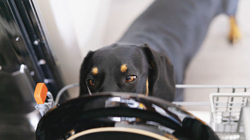 dog