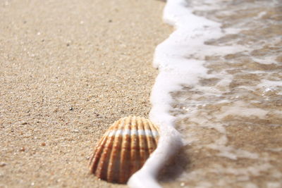 High angle view of animal on beach