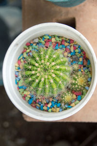 High angle view of succulent plant on table