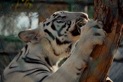 Close-up of tiger on tree trunk