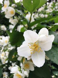 Close-up of white cherry blossom