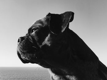Close-up of a dog looking away against sky