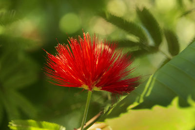 Close-up of red flowering plant