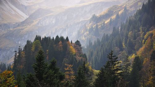 High angle view of pine trees on mountain