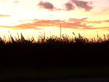 Silhouette of trees on field during sunset