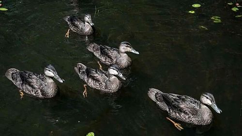 Duck swimming on lake