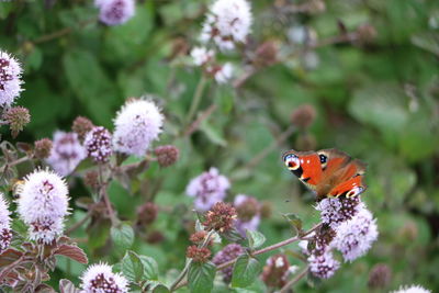 Close-up of butterfly pollinating on purple flower