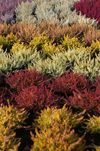 Close-up of pink flowering plants on land