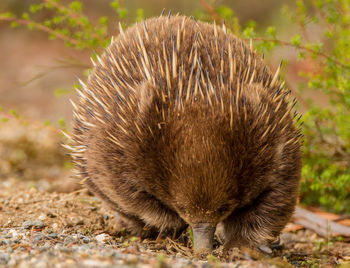Close-up of an animal on field