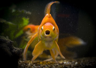Close-up of jellyfish swimming in water