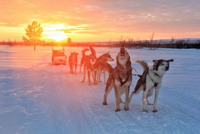 Dogs on snow covered landscape against sky during sunset