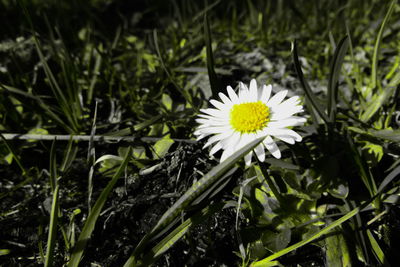 Close-up of white daisy flower