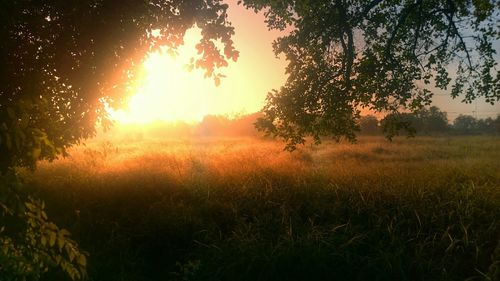 Sun shining through trees on field