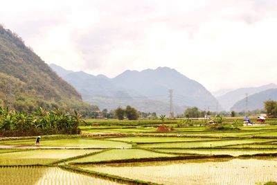 Scenic view of agricultural field against sky