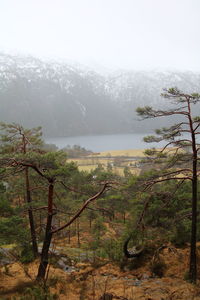 Scenic view of forest against sky during foggy weather