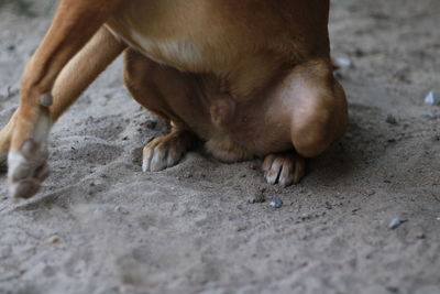 Close-up of a dog