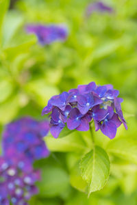 Close-up of purple flowering plant