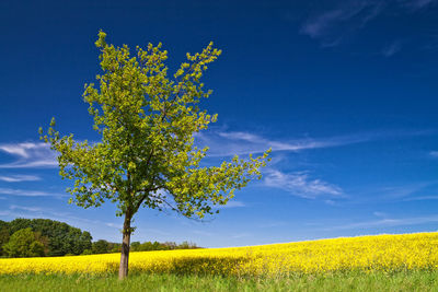 Tree growing on grassy field against blue sky
