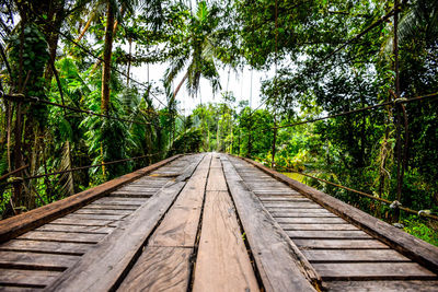 View of trees in forest