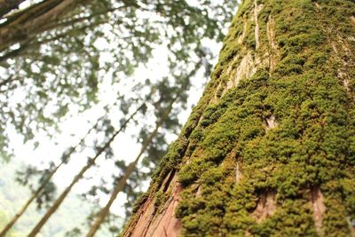 Low angle view of tree against sky