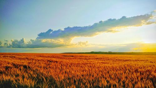 Scenic view of field against sky during sunset