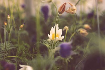 Close-up of yellow crocus flowers on field