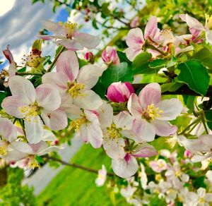 Close-up of pink cherry blossoms in spring