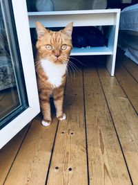 Portrait of cat on hardwood floor